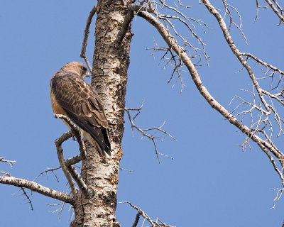 Red Tail Hawk in a tree at Sedge Bay.jpg