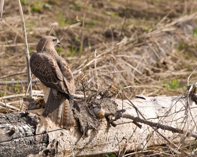 Juvenile Red Tail Hawk with a Prairie Dog at Mary Bay.jpg