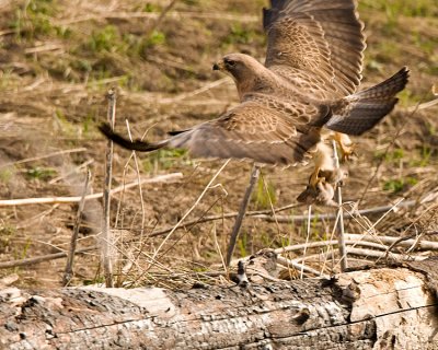 Juvenile Red Tail Hawk with Prairie Dog at Mary Bay Taking Off.jpg