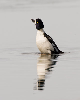Goldeneye at Mary Bay.jpg