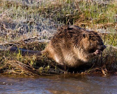 Beaver at the Lamar Confluence Chewing on a Stick.jpg