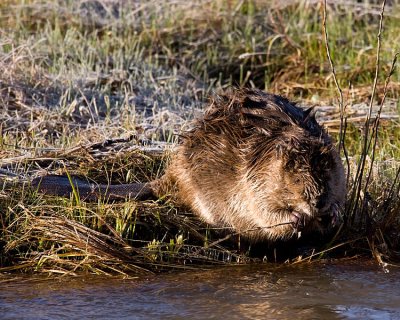 Beaver at the Lamar Confluence Chewing on a Stick 3.jpg