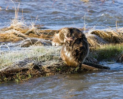 Beaver at the Lamar Confluence Disco Dancing.jpg