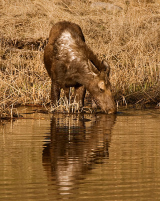 Grizzled Moose Drinking at Floating Island.jpg