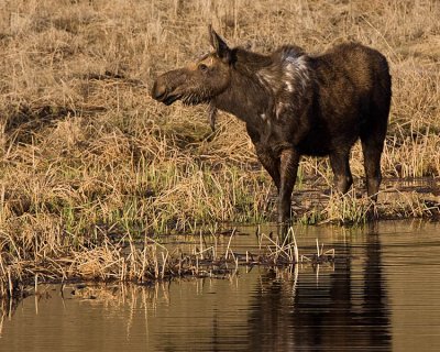 Grizzled Moose at Floating Island.jpg
