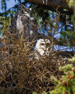 Great Horned Owl with Chick at Mammoth.jpg