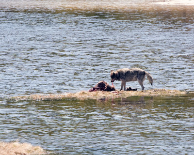 Wolf on Elk Carcass at Nymph Lake.jpg