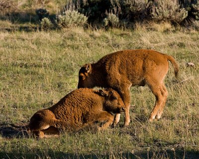 Bison Calves Wrestling in Lamar Valley.jpg