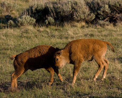 Bison Calves Butting Heads at Lamar.jpg