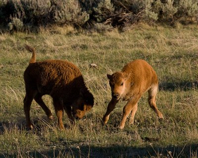 Bison Calves Butting Heads at Lamar Valley 2.jpg