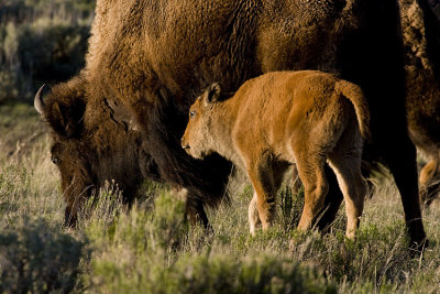 Bison Calf Tagging Along with Momma at Lamar Valley.jpg