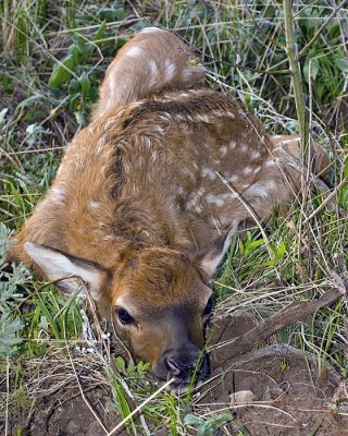 Elk Fawn on Pacific Creek Road.jpg