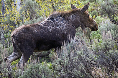 Ox Bow Bend Moose in the Brush.jpg