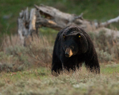 Black Bear Near Colter Bay.jpg
