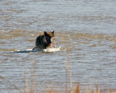 Wolf Across the Water.jpg