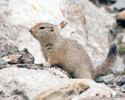 Arctic Ground Squirrel at Savage River on the Rocks.jpg