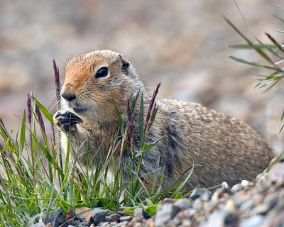 Arctic Ground Squirrel Eating.jpg