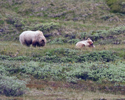 Denali Grizzly and Cub Eating Caribou.jpg