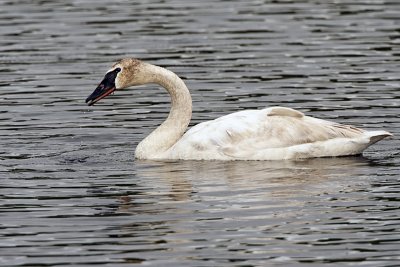 Trumpeter Swan Near Wonder Lake.jpg