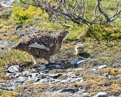 Ptarmigan Hen with Chick at Savage River.jpg