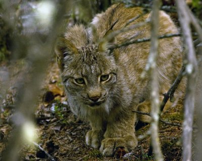 Lynx Crouched in the Trees.jpg