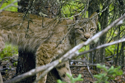Lynx Near Wilderness Access Center.jpg