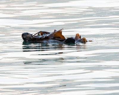 Sea Otter in Seward Harbor.jpg