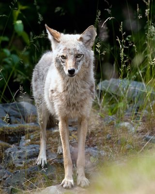 Coyote Near Exit Glacier.jpg