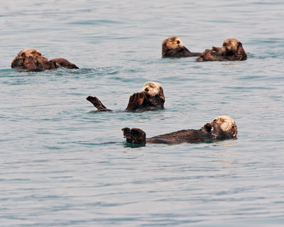 Raft of Sea Otters in Prince William Sound.jpg