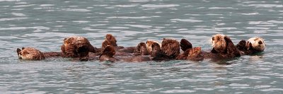 Sea Otter Panorama.jpg