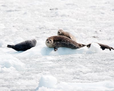 Harbor Seals at Benoit Glacier.jpg