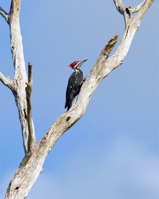 Pileated Woodpecker at Circle B.jpg