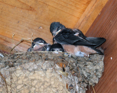 Swallow Nest.jpg
