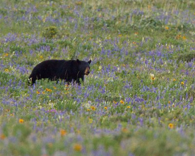 Bear in the Wildflowers Near Rising Sun.jpg