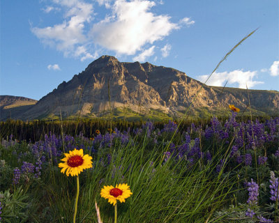 Mountain with Wildflowers.jpg