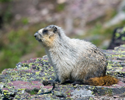 Hoary Marmot at Hidden Lake Overlook.jpg