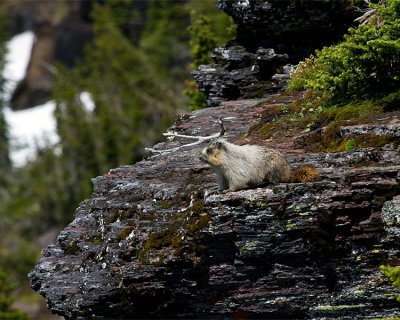 Hoary Marmot on the Cliff.jpg