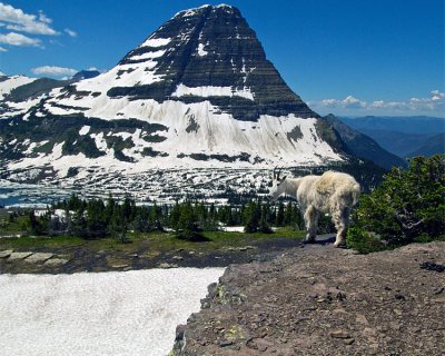 Mountain Goat at Hidden Lake Overlook.jpg