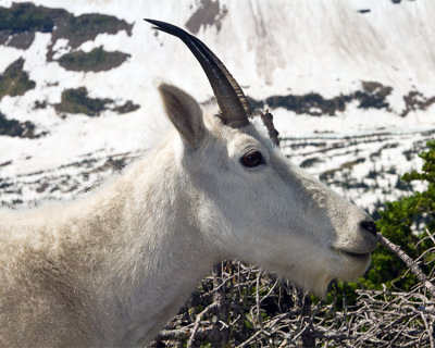 Mountain Goat at Hidden Lake Overlook Portrait.jpg