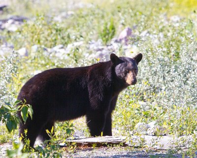 Black Bear Near St Mary.jpg