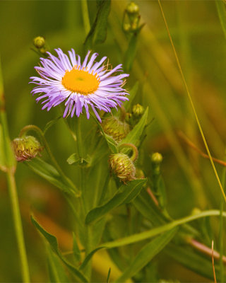 Purple Flower.jpg