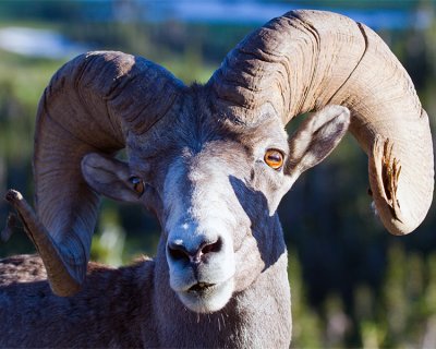 Bighorn Sheep Portrait at Logan Pass.jpg