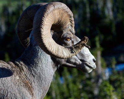 Bighorn Profile at Logan Pass.jpg