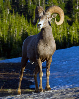 Bighorn at Logan Pass Vertical.jpg