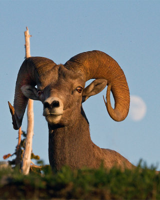 Bighorn Coming Over the Hill at Logan Pass.jpg