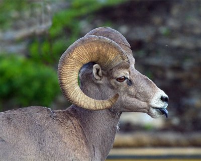 Bighorn at Logan Pass Sticking his Tongue Out.jpg