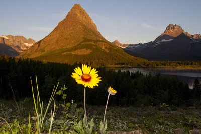 Mountain with Flower.jpg