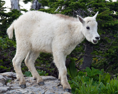 Mountain Goat Kid on a Rock at Logan Pass.jpg