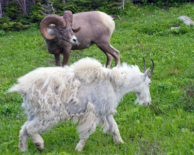 Bighorn Staring Down Mountain Goat at Logan Pass.jpg