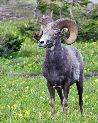 Bighorn in the Wildflowers at Logan Pass vertical.jpg